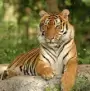 tiger image