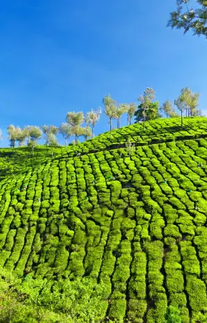 munnar image