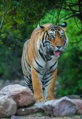 tiger image