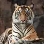 tiger image