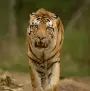 tiger image